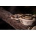 Boa constrictor Jungle